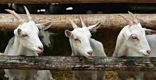 Gambar ikan hitam putih infoikan.com ikan adalah anggota vertebrata poikilotermic (berdarah dingin) yang hidup di air dan bernapas dengan insang. 7 Jenis Kambing Terbaik Yang Cocok Untuk Kurban Tokopedia Blog