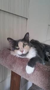 Pin On Cat