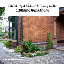 We did not find results for: Growing A Climbing Hydrangea How To Get Started Make It Moregeous