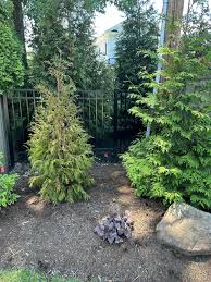 Image result for thuja drying out dead dried symptoms)