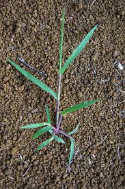 Image result for Panicum subalbidum