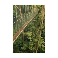 Видео canopy walkway taman negara pahang fhd канала taxumt. Poster Canopy Walkway Taman Negara National Park Malaysia Pixers Wir Leben Um Zu Verandern