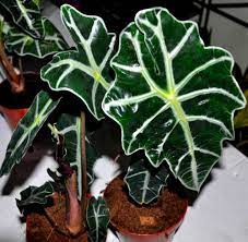 Despite the fact that it's a sizeable plant, it still look airy and elegant thanks to the tall, smooth stems that grow out of a tuber. Alocasia Plant Care How To Grow The African Mask Plant How To Grow And Maintain The Alocasia Plant