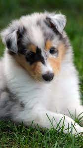 Blue Merle Collie Pup Sheep Dog Puppy Blue Merle Collie Sheltie Puppy