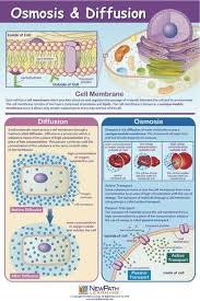 Osmosis And Diffusion Biology Lessons Biology Classroom Science Biology