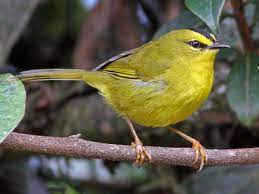 We did not find results for: Schwarzscheitel Waldsanger Ebird