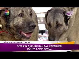Kahramanmaras Hollanda Yi Kangal Kopekleriyle Protesto Ettiler Youtube