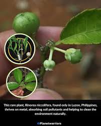 Image result for Rinorea