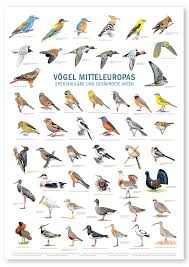 Poster Vogel Mitteleuropas Foto Poster Poster Waldohreule