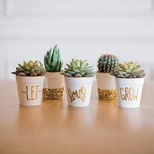 Decoracion con plantas para cumpleaños. Souvenirs Originales Creados Con Plantas Manualidadesmanualidades