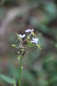 Image result for Aneilema dregeanum
