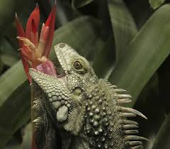 Best Food For Your Iguana Iguana Hut