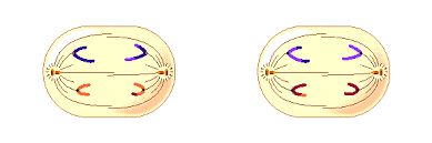 The initial division of the endosperm is highly asymmetric in araceae, with subsequent cell divisions initially occurring only in the micropylar chamber; Cell Division Other Quiz Quizizz