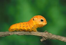 Caterpillar Of Spicebush Swallow Tail Butterfly Papilio Troilus With False Eye Spots Misssouri Usa Animals Cute Animals Weird Animals