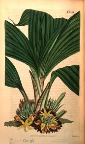 Image result for Curculigo