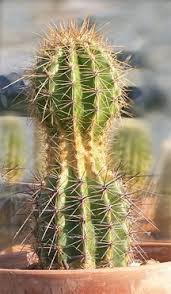 The notion that cacti plants require little to no water to survive has caused the death of many plants due to dehydration. When A Cactus Lacks Light Laidback Gardener