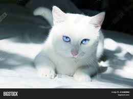 Solid white cats with blue eyes are often deaf but their eyesight is completely normal. White Cat Blue Eyes Image Photo Free Trial Bigstock