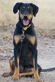 Huntaway New Zealand Sheepdog Dog Puppy Huntaway Dogs Dog Breeds Herding Dogs