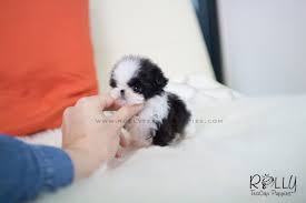 The links to each dog breed on the left will give you the best and most detailed information available on the. Blissfull Teacup Shih Tzu Puppy For Sale