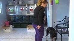 The animal hospital's services include wellness and routine examinations, diagnostic testing and. All Pets Vet Hospital Youtube