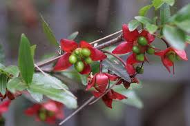 Image result for Ochna richardsiae