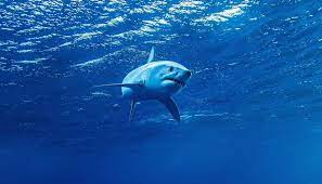 Come To Find Out How This Shark Is Able To Swim As Fast As A Cheetah Can Run On Land Cabo San Lucas May 2017 Mako Shark Isu Shark Mako Shark