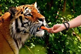 Royalty-Free photo: Right person hand feeding carrots on tiger ...