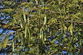 Image result for Acacia polyacantha