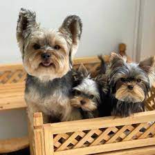 We put the health and well being of puppies first at petland, by promoting responsible puppy. The Best Pet Yorkshire Terrier Supply In Australia