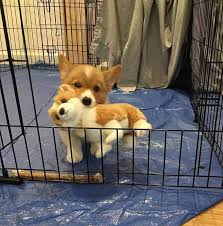 Gank On Instagram Gece Pozitifi Cute Baby Animals Baby Animals Puppies Funny