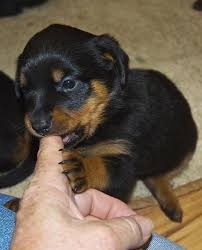 10 rottweiler dog breed mix you don't know about :tuc #rottweiler #dogbreeds #guarddog visit our new youtube channel for. Rottweiler Pets And Animals For Sale Minnesota
