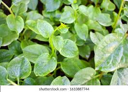 Image result for Basellaceae