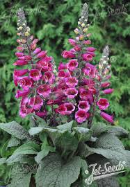 Image result for Digitalis purpurea alba/ red spots