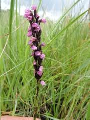 Image result for Brachycorythis buchananii