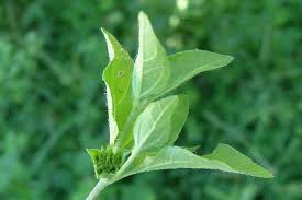 Image result for Calyptocarpus vialis