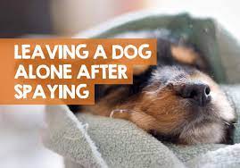 Can I Leave My Dog Alone After Being Spayed How Long