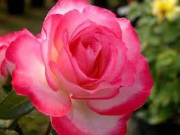Rose Looks Like Hybrid Tea Brigadoon Flowers Camellia Flower Pretty Flowers