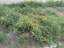 Image result for Pascalia glauca