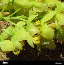 Image result for Ochna pulchra