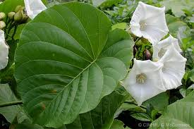 Image result for Merremia