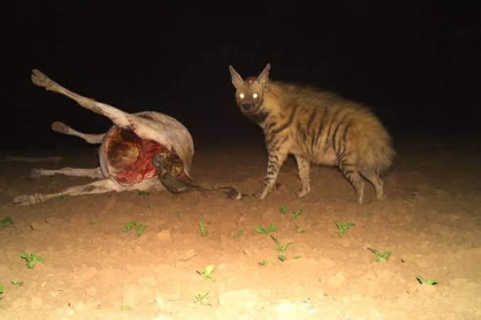 Scavenging hyenas save carcass disposal costs