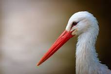 Wildlife Photography Workshop with Paul Way