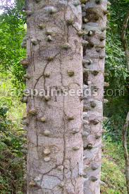 Image result for Zanthoxylum lindense