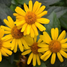 Image result for Aspilia helianthoides