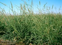 Image result for Setaria incrassata