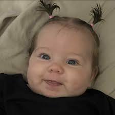 Customizing a crested gecko enclosure in BC?