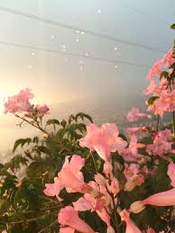 Billiedonald Flower Aesthetic Plants Planting Flowers