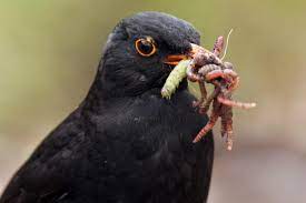 Eurasian Blackbird New Zealand Birds Online