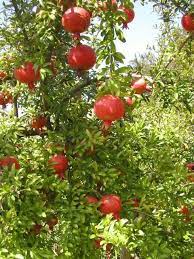 Pin On Food I Want To Grow