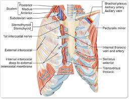 Vertebral artery , internal thoracic artery and thyrocervical trunk second part lies posterior to the anterior scalene muscle. Jaypeedigital Ebook Reader